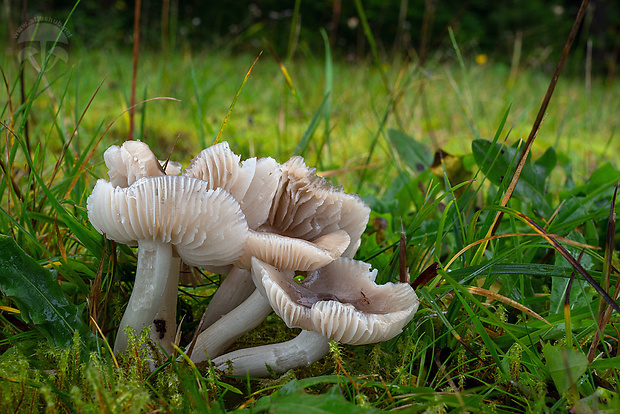 lúčnica výstredná Cuphophyllus fornicatus (Fr.) Lodge, Padamsee & Vizzini