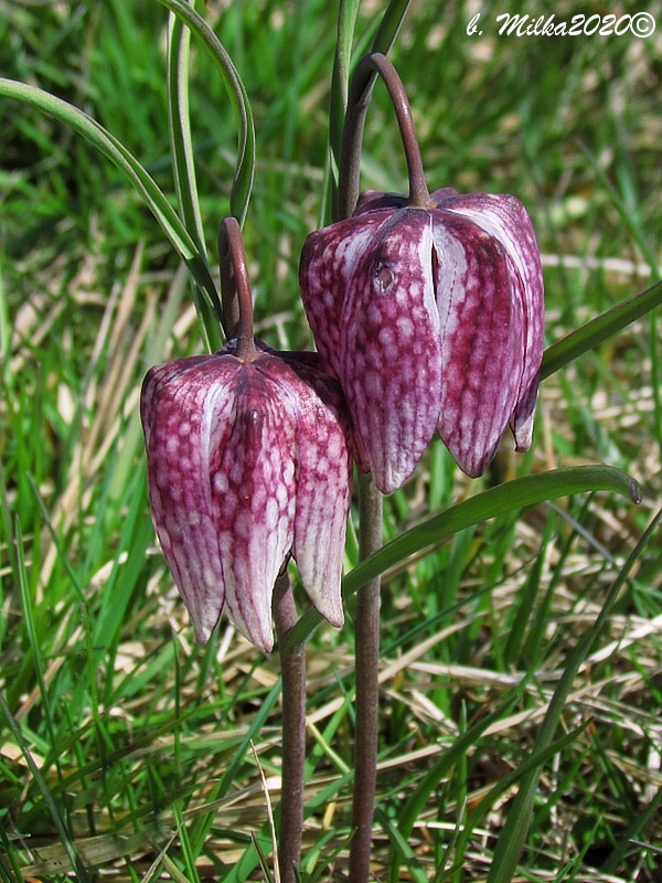 korunkovka strakatá Fritillaria meleagris L.