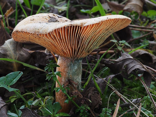 rýdzik oranžovokrvavý Lactarius semisanguifluus R. Heim & Leclair