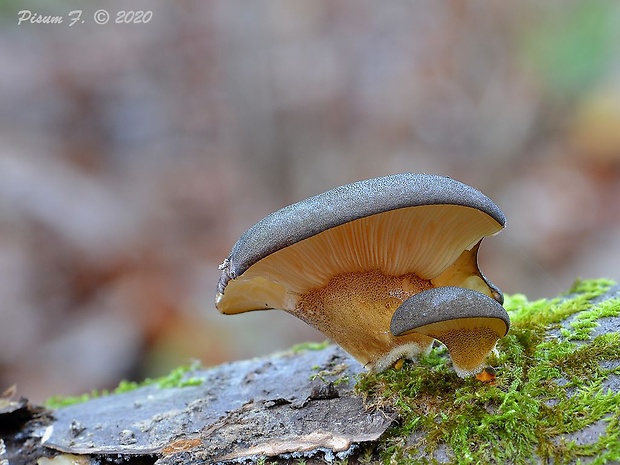 pňovka neskorá Sarcomyxa serotina (Pers.) P. Karst.