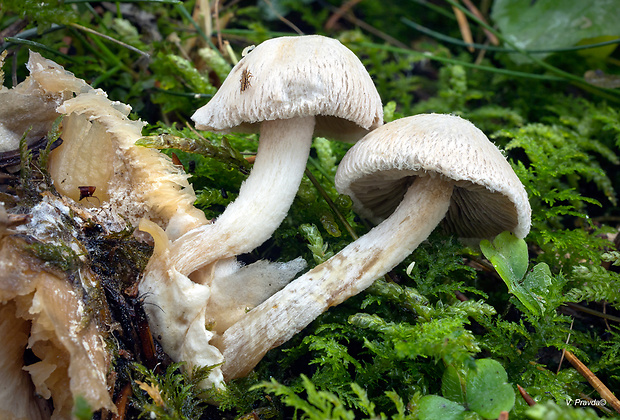 pošvovec cudzopasný Volvariella surrecta (Knapp) Singer