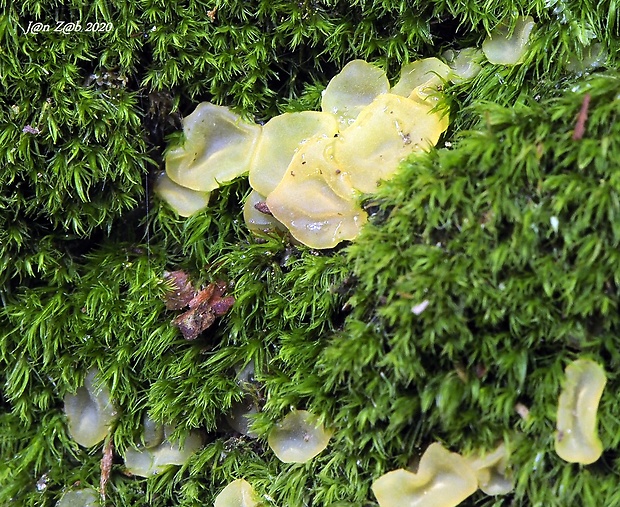 slzovec ihličnanový Cerinomyces tortus (Willd.) Miettinen, J.C. Zamora & A. Savchenko