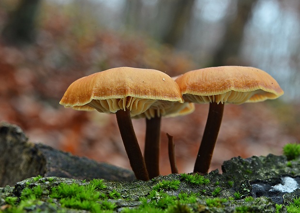 plamienka Flammulina sp.