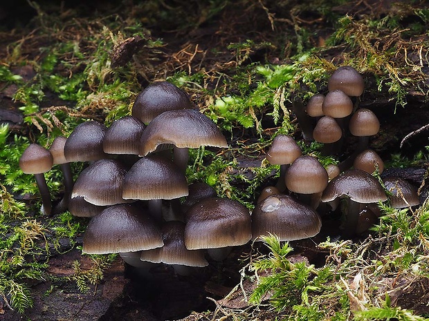 prilbička hnedosivá Mycena tintinnabulum (Paulet) Quél.