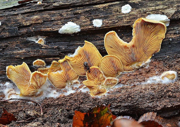 hlivník hniezdovitý Phyllotopsis nidulans (Pers.) Singer