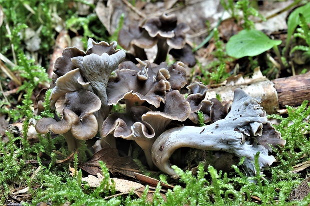 palievik kučeravý Pseudocraterellus undulatus (Pers.) Rauschert