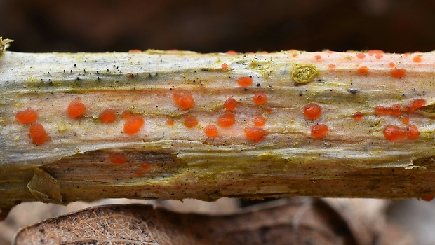 kalorka žihľavová Calloria neglecta (Lib.) B. Hein