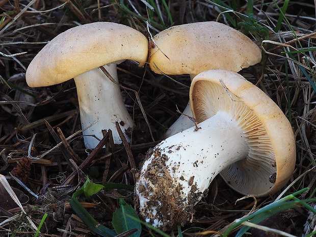 čírovnica májová Calocybe gambosa (Fr.) Donk