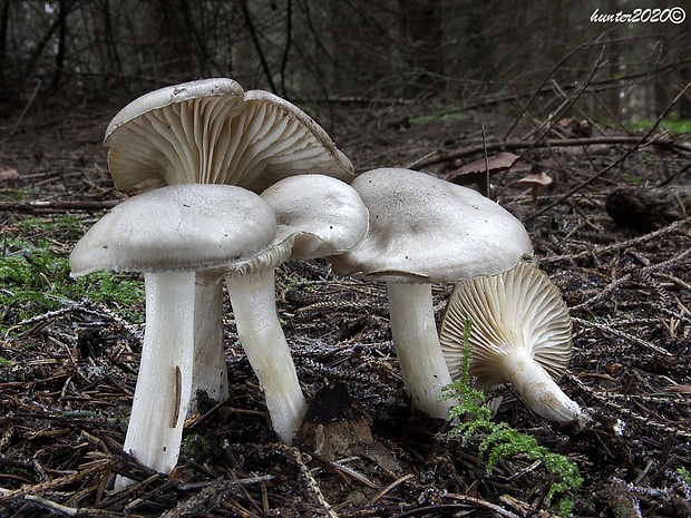 šťavnačka voňavá Hygrophorus agathosmus (Fr.) Fr.