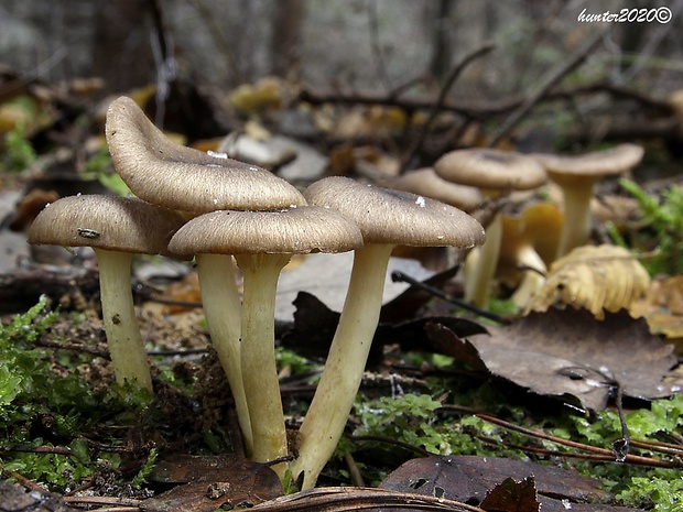 šťavnačka mrazová Hygrophorus hypothejus (Fr.) Fr.