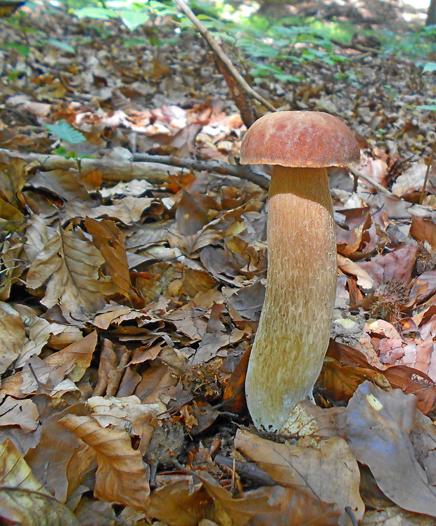 hríb dubový Boletus reticulatus Schaeff.