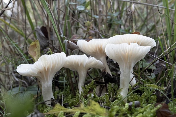 lúčnica snehobiela Cuphophyllus virgineus (Wulfen) Kovalenko