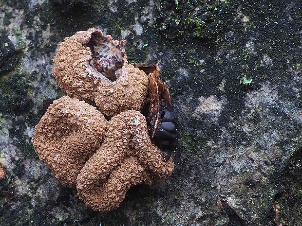 dutinovka otrubnatá Encoelia furfuracea (Roth) P. Karst.