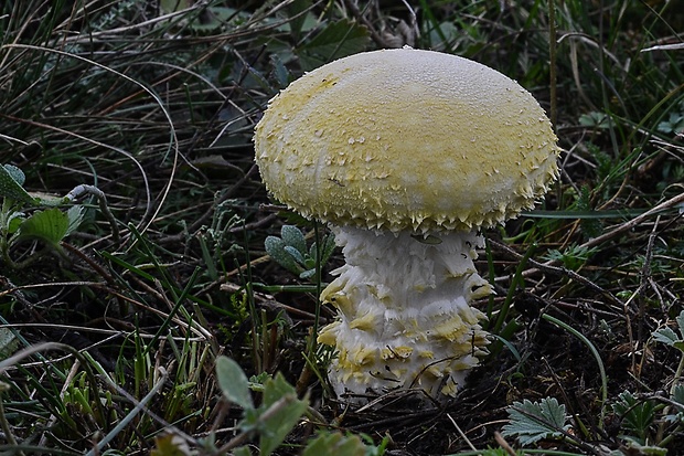 vločkovka žltozelená Floccularia luteovirens (Alb. & Schwein.) Pouzar