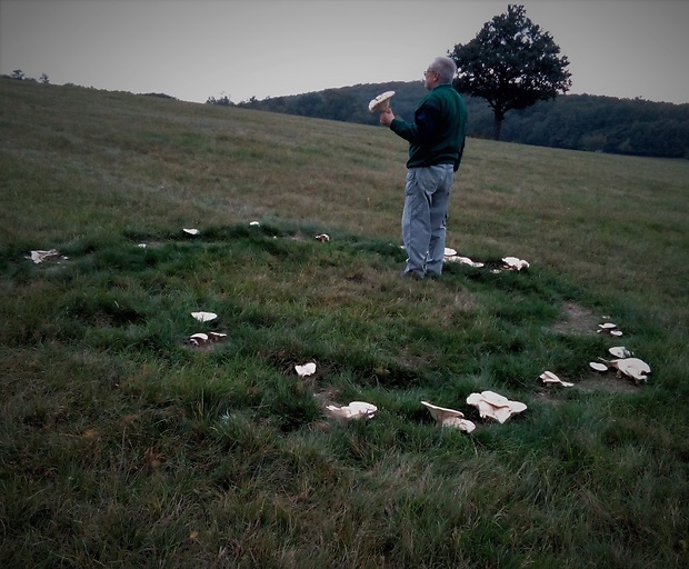 čechratec obrovský Leucopaxillus giganteus (Sowerby) Singer