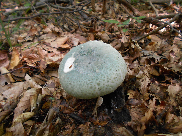 plávka zelenkastá Russula virescens (Schaeff.) Fr.