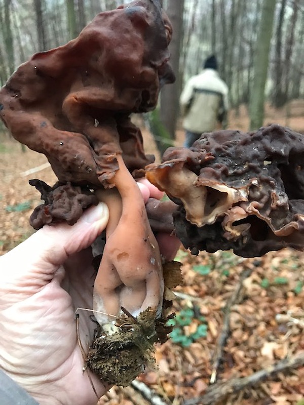 ušiak mitrovitý Gyromitra infula (Schaeff.) Quél.