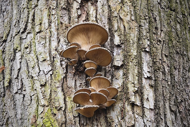 hliva ustricovitá Pleurotus ostreatus (Jacq.) P. Kumm.