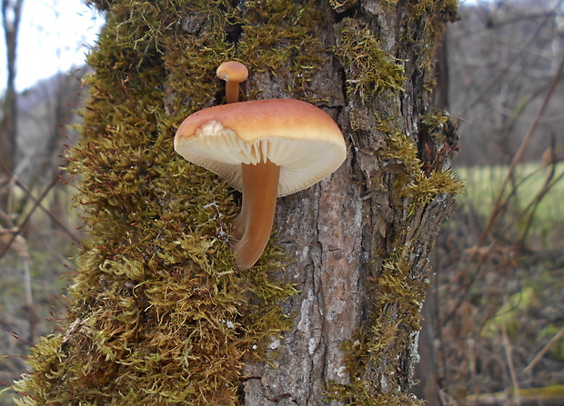 plamienka Flammulina sp.