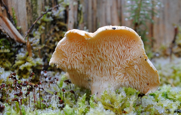 jelenka poprehýbaná Hydnum repandum L.