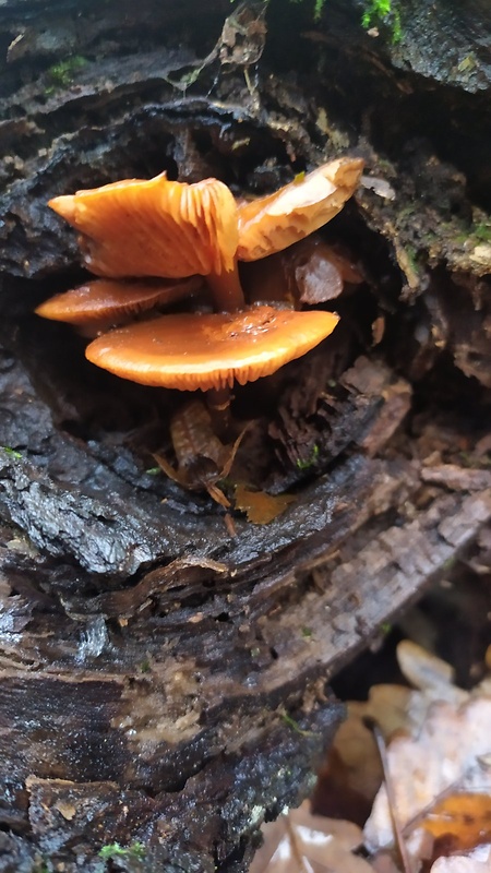 plamienka Flammulina sp.