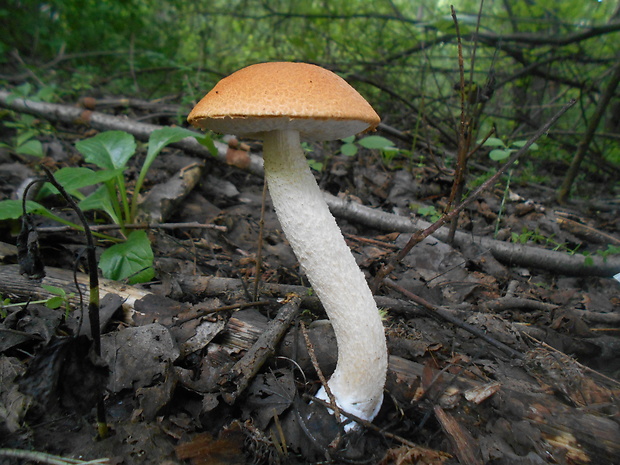 kozák osikový Leccinum albostipitatum den Bakker & Noordel.