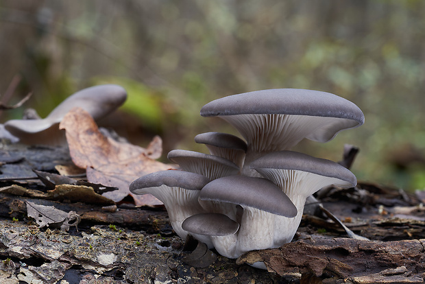 hliva ustricovitá Pleurotus ostreatus (Jacq.) P. Kumm.