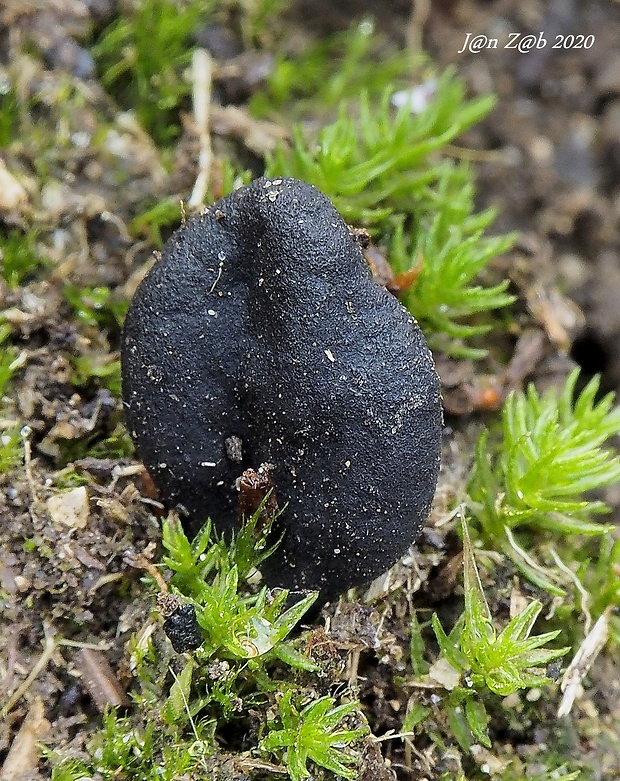 Sabuloglossum arenarium (Rostr.) Hustad, A.N. Mill., Dentinger & P.F. Cannon