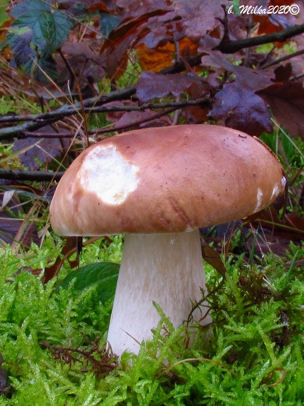 hríb smrekový Boletus edulis Bull.