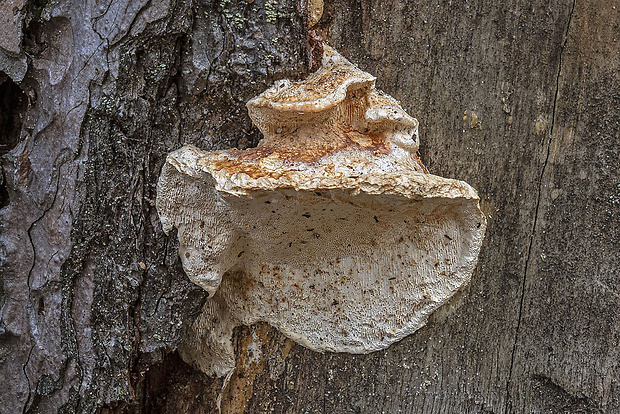 trúdnikovník borovicový Dichomitus squalens (P. Karst.) D.A. Reid