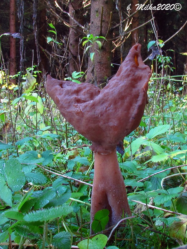 ušiak mitrovitý Gyromitra infula (Schaeff.) Quél.