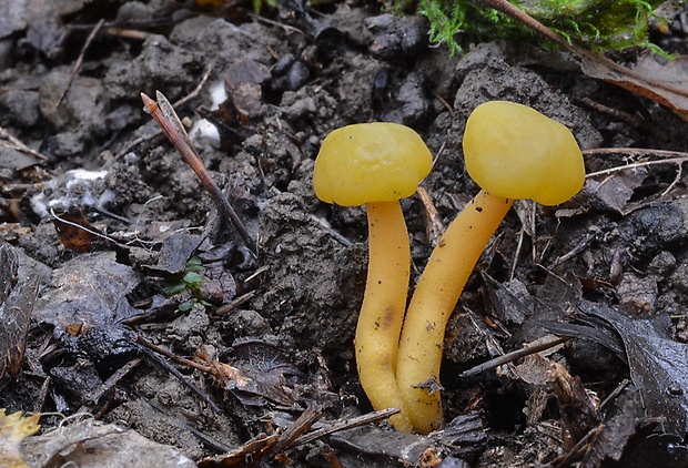 klincovka slizká Leotia lubrica (Scop.) Pers.