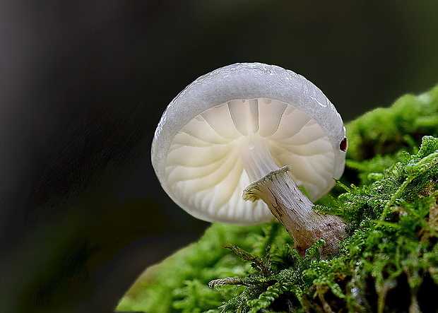 sliznačka obyčajná Mucidula mucida (Schrad.) Pat.