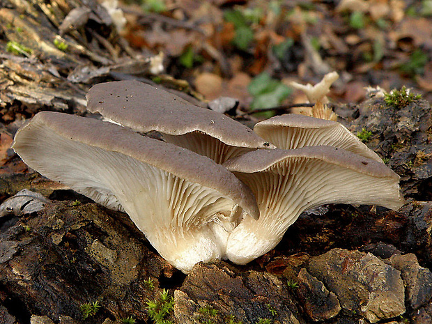 hliva ustricovitá Pleurotus ostreatus (Jacq.) P. Kumm.