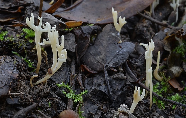 pastrapačka Ramariopsis tenuicula (Bourdot & Galzin) R.H. Petersen