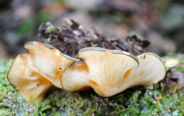 pňovka neskorá Sarcomyxa serotina (Pers.) P. Karst.