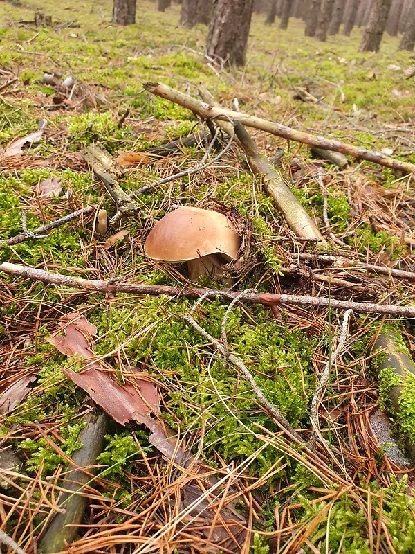 neidentifikovaná huba