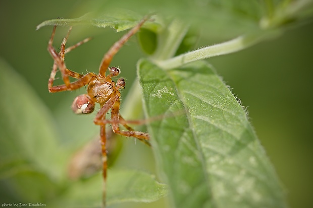 križiak obyčajný Araneus diadematus