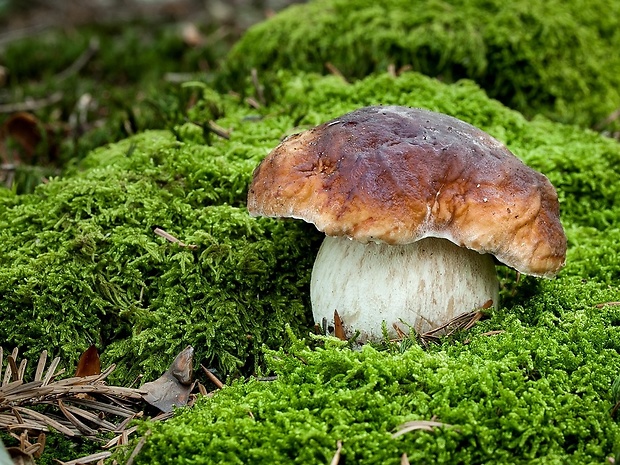 hríb smrekový Boletus edulis Bull.