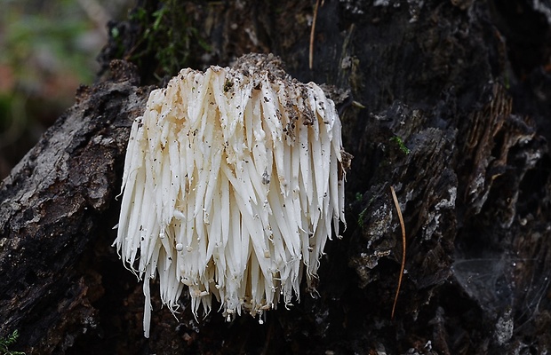 koralovec ježovitý Hericium erinaceus (Bull.) Pers.