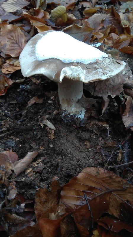 strmuľka inovaťová Clitocybe nebularis (Batsch) P. Kumm.