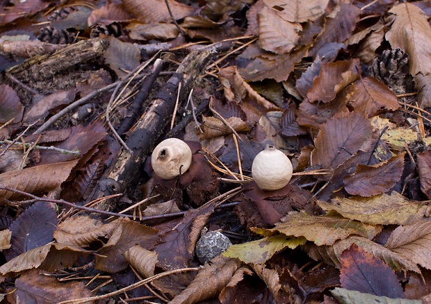 hviezdovka trojitá Geastrum triplex Jungh.