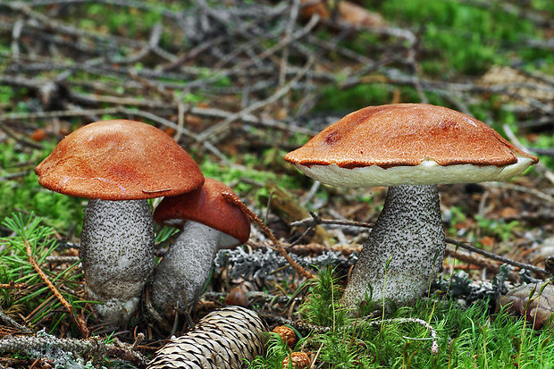 kozák smrekový Leccinum piceinum Pilát & Dermek