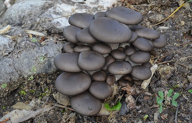 hliva ustricovitá Pleurotus ostreatus (Jacq.) P. Kumm.