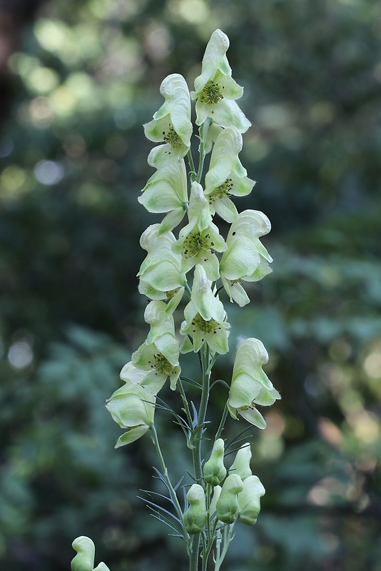 prilbica jedhojová Aconitum anthora L.