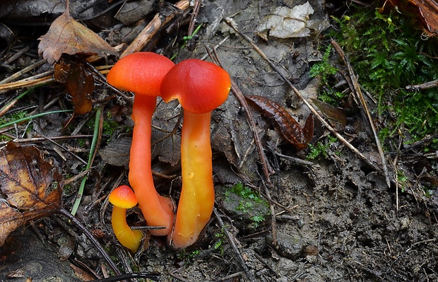 lúčnica Hygrocybe sp.