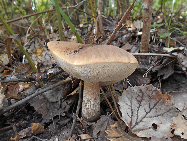 kozák topoľový Leccinum duriusculum (Schulzer ex Kalchbr.) Singer