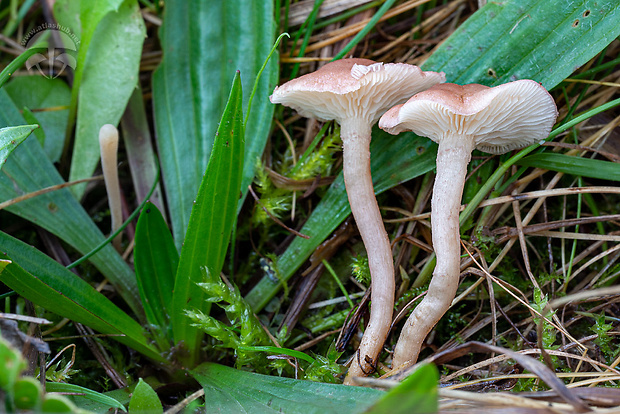 čírovnica mäsovoružová Rugosomyces carneus (Bull.) Bon