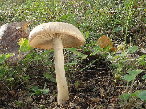 hodvábnica Entoloma sp.