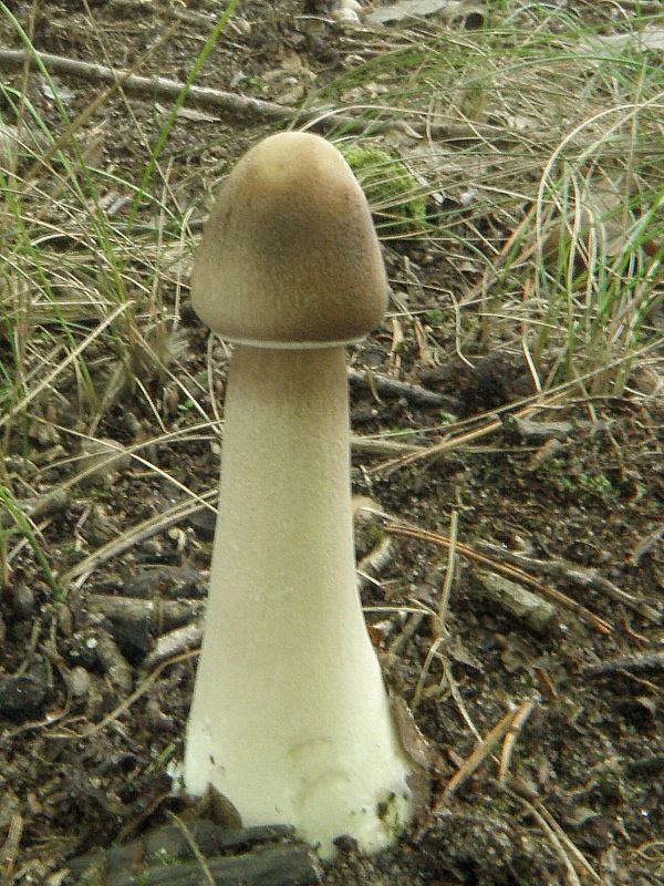 bedľa vysoká Macrolepiota procera (Scop.) Singer